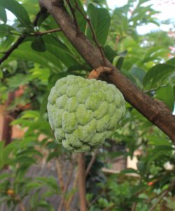 Cherimoya